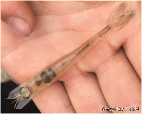 中草药制剂HCV弧菌病能防治、修复肝胰腺，广东省农业力推技术