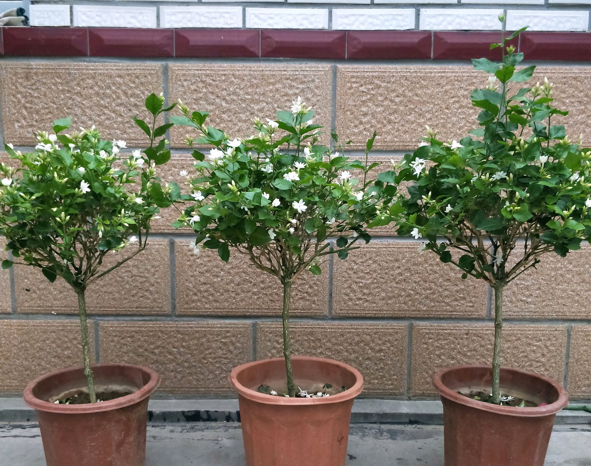 茉莉花长红色的小虫子怎么办,茉莉花长虫子可以用什么药