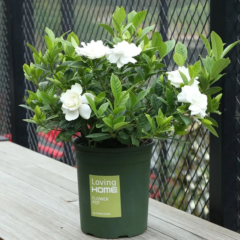 栀子花叶子发黄原因及处理方法,栀子花叶子总发黄4个解决方法