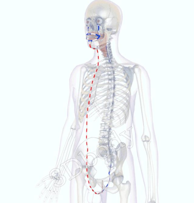 3d十四经络动态循行图,经络图3d动态图三焦经