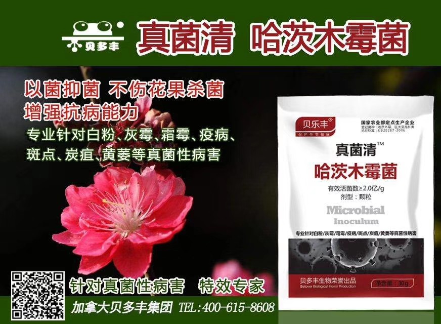 葡萄僵树后处理方法,葡萄挂果后僵苗怎么处理