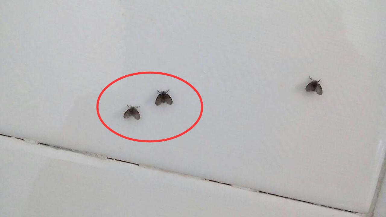 天气一热厕所出现的小飞虫是什么,卫生间小飞虫找不到原因