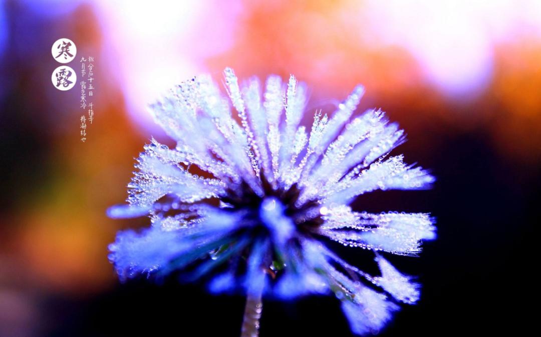 古人咏寒露的诗词,寒露古诗词鉴赏