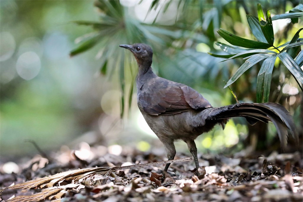 野外发现的奇特鸟,原始山林发现奇怪的鸟