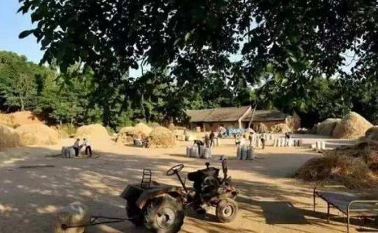 在那个困难又不缺少温情的年代，*靠我**捡麦穗买了第一双运动鞋！