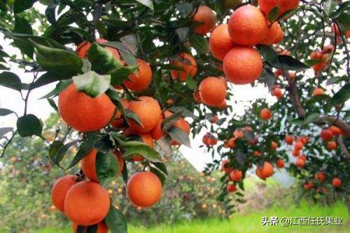 血橙胶原蛋白swisse改善睡眠,血橙胶原蛋白swisse能美白吗