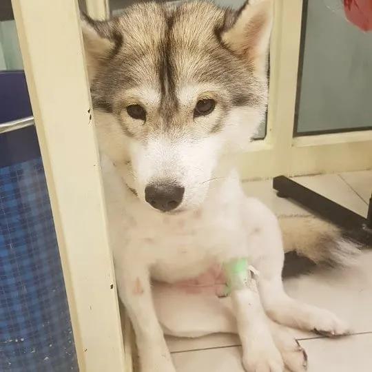 二哈为什么变瘦了,二哈太胖了必须要减肥