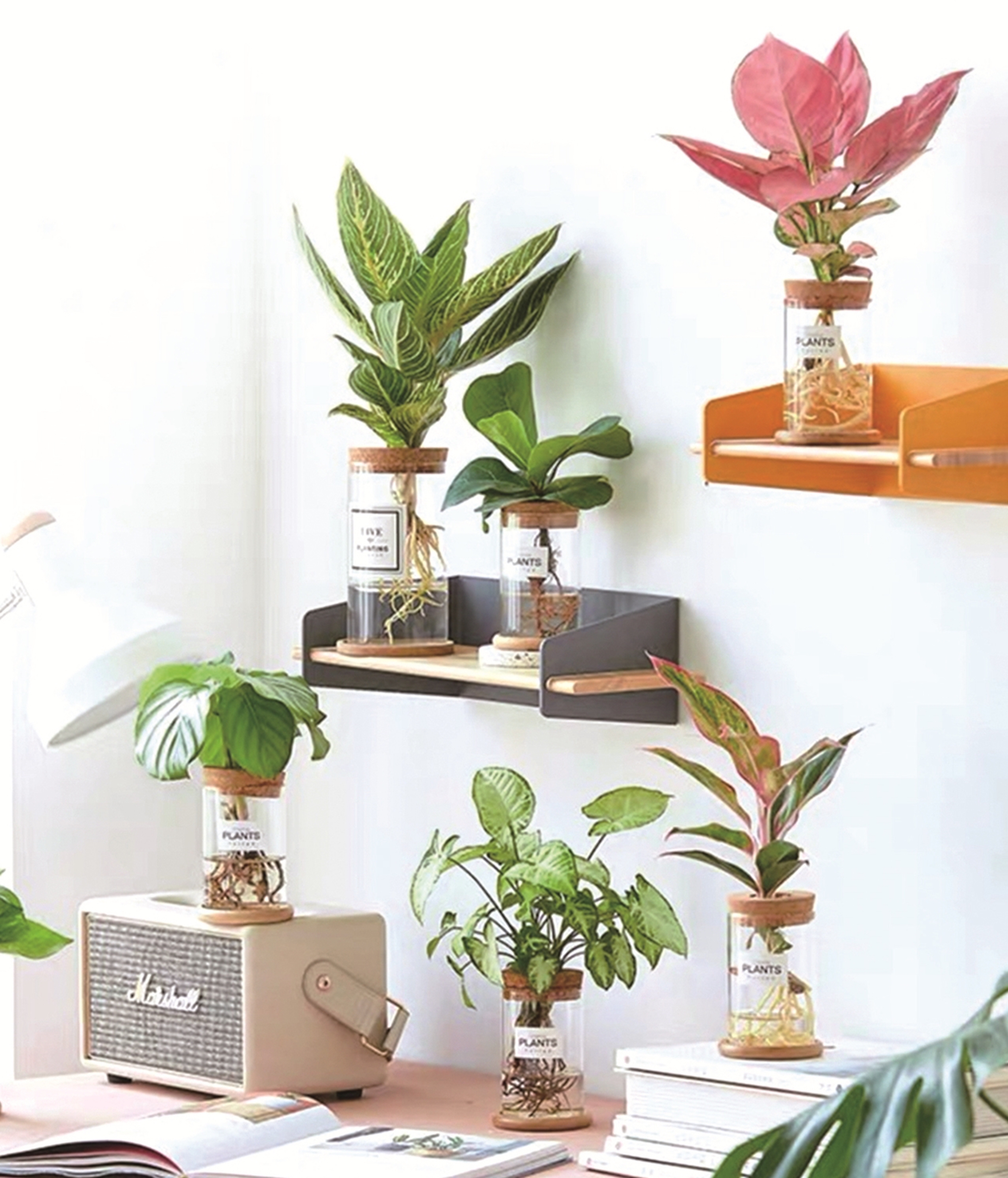 室内设计师常用软装绿植,软装师最爱的绿植