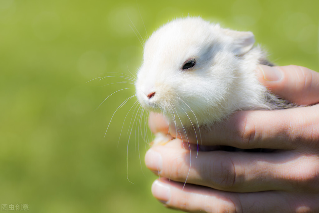 兔子球虫病在哪里买药,兔子球虫疫苗去哪里买