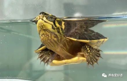 谁说乌龟跑得比人还快,谁说乌龟跑不快