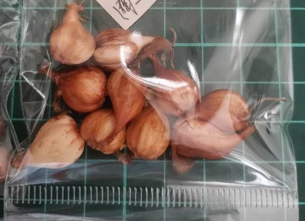 适于阳台种植的花种类,100种适合新手养的花庭院花卉