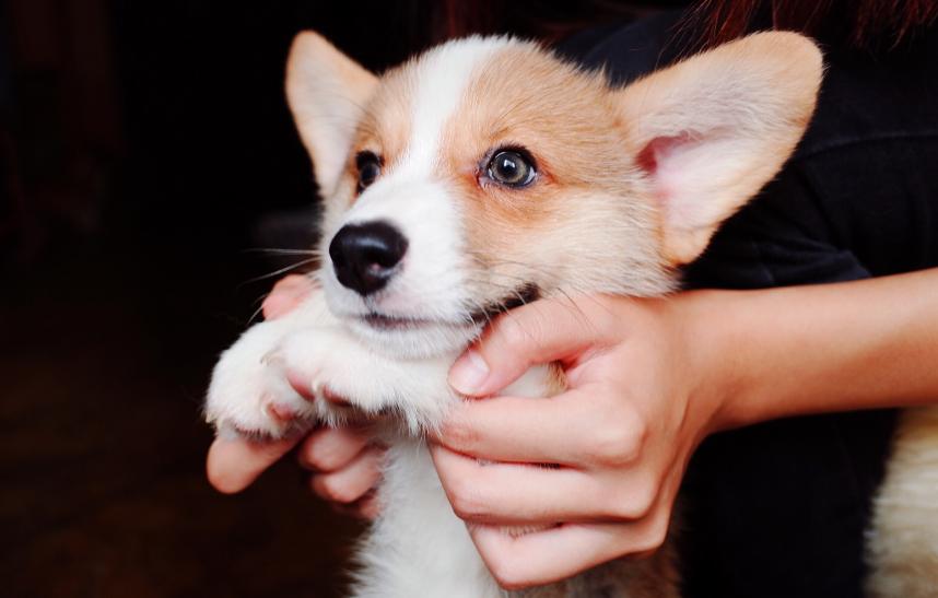 柯基吃狗粮应该主要看什么,柯基不挑食狗粮怎么喂呢