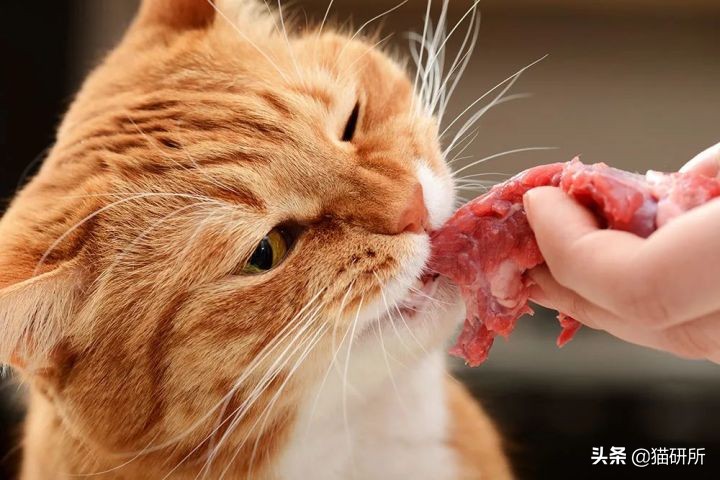 猫为啥爱吃植物,猫爱吃鸡肉还是虾肉