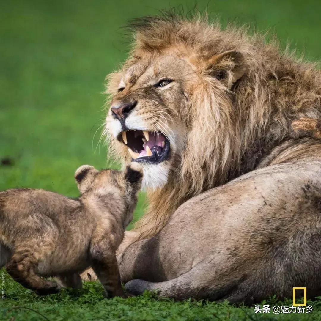 美国国家地理杂志2020摄影作品,美国国家地理杂志摄影展