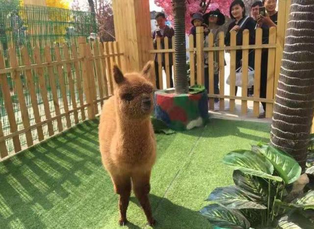 白鹿原白鹿仓景区冰雕,白鹿仓冰雕