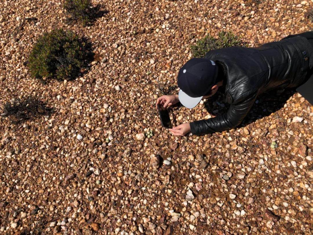 多肉直播一棵包邮,一棵多肉600万出售