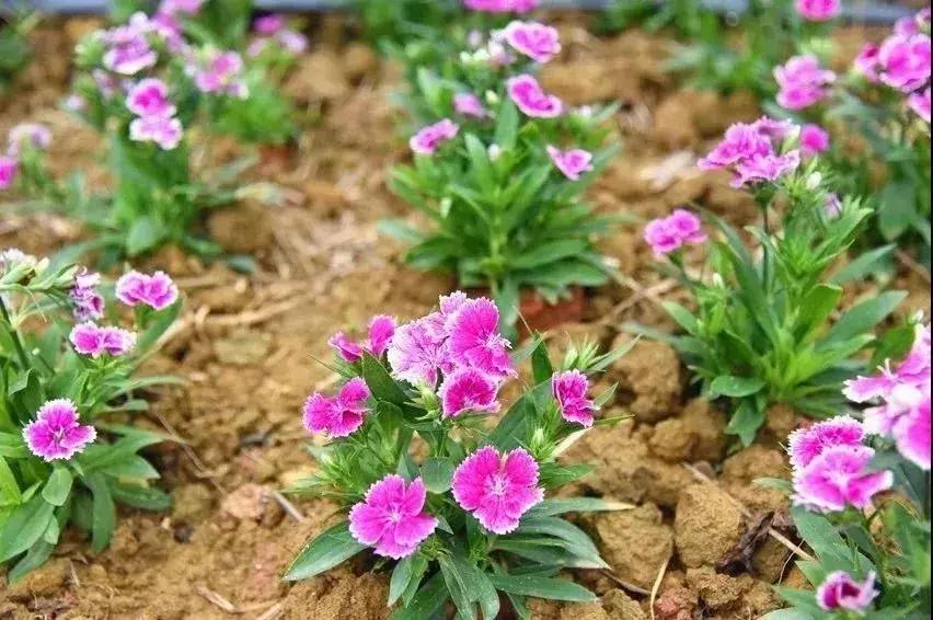 郑州春节周边景区免费景点大全,春节赏花的好去处