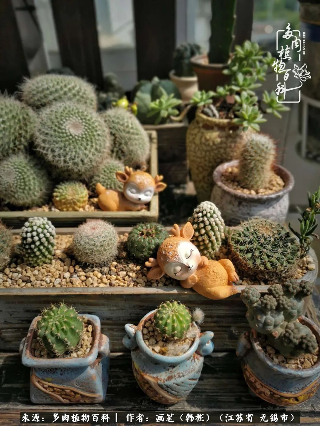 阳台多肉花园简直美翻了,适合男生养的多肉
