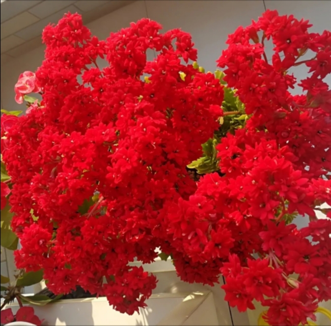 卧室可以养这五种盆栽,大盆栽植物室内旺宅