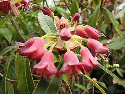 怎样养杜鹃花开的更旺,杜鹃花盆景怎么养护才能长得旺盛