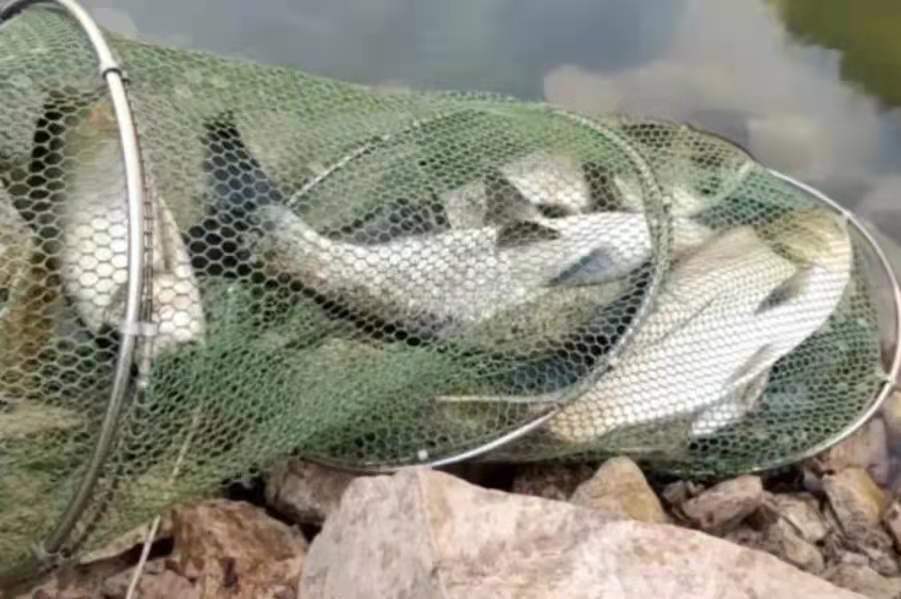 钓鲢鳙太过瘾,鲢鳙钓法全过程