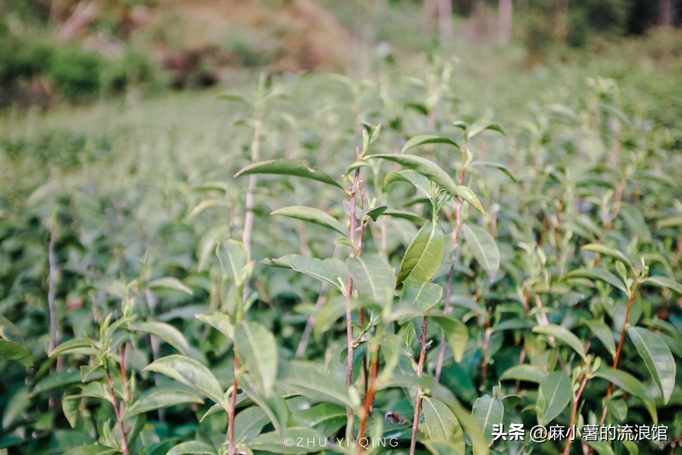 最早的抹茶是什么茶做的,日本抹茶源于中国唐宋的点茶法