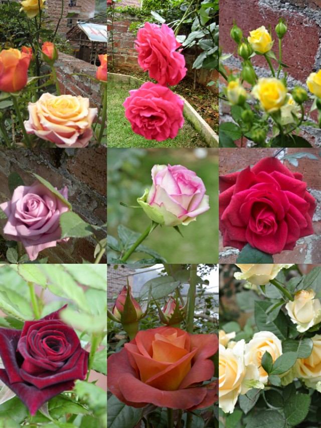 乡村小院改造老房子,乡村小院花园