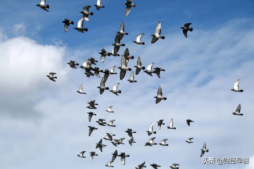 赛鸽奖金过亿,千万级赛鸽