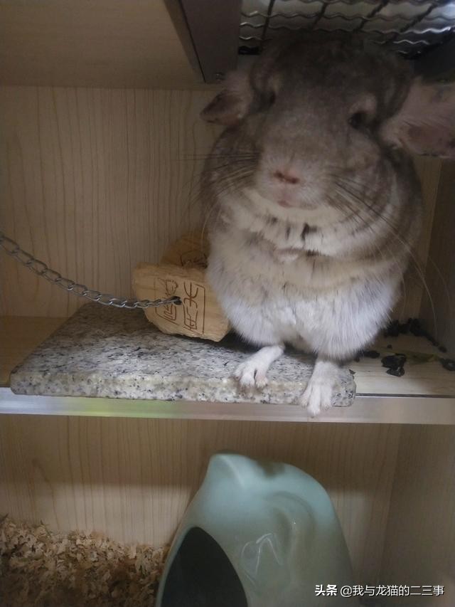 龙猫在广东能养吗,龙猫生前征兆