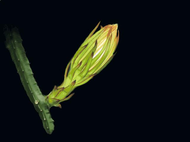 白莲镇火龙果采摘,火龙果采摘园欢迎您的到来