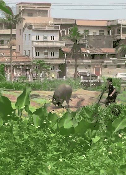 95式自动步枪被爆头危险的原因,95步枪连发打不了为什么