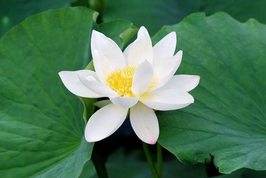 英文名反映的性格,符合自己性格的英文名