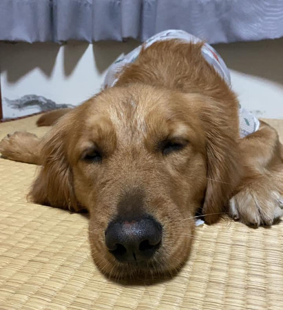 淘气金毛狗,淘气金毛视频