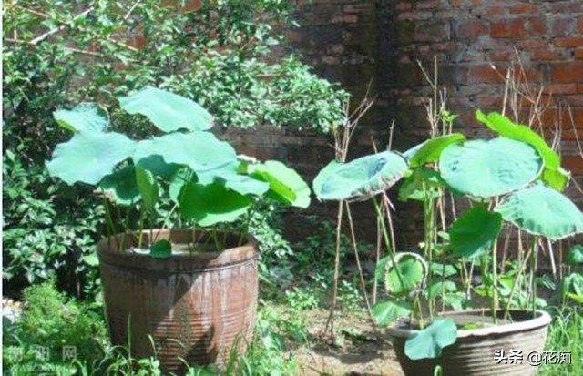 碗莲种藕的种植方法和技巧图片,碗莲种藕栽培方法