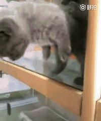 哈哈哈哈哈图,哈哈哈哈哈哈动图