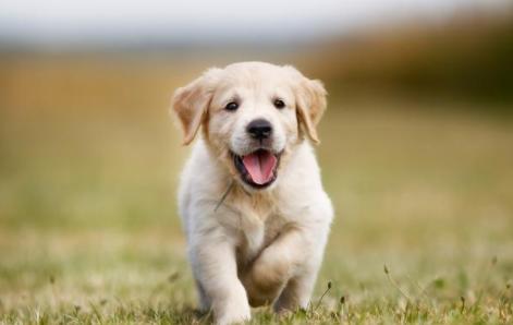 拉布拉多两岁可以训练成导盲犬吗,2个月的拉布拉多怎样训练大小便