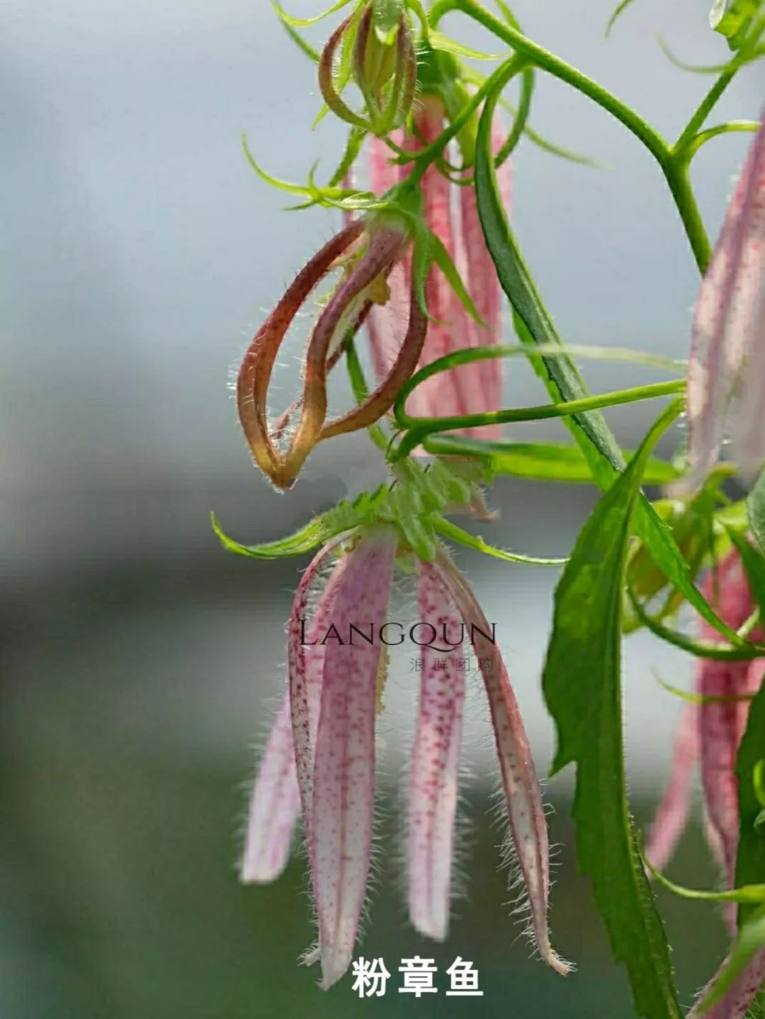 风铃草适合几月种,日本风铃耐寒温度是多少