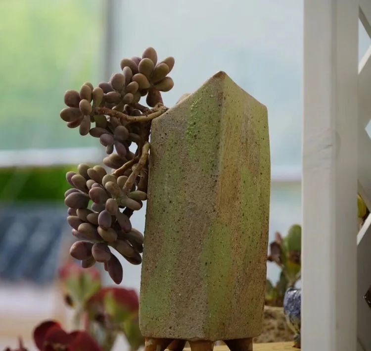 冬去春来,愿你无恙,疫情退去,养肉依旧!