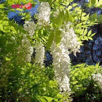 精品紫藤品种,名藤花卉紫藤