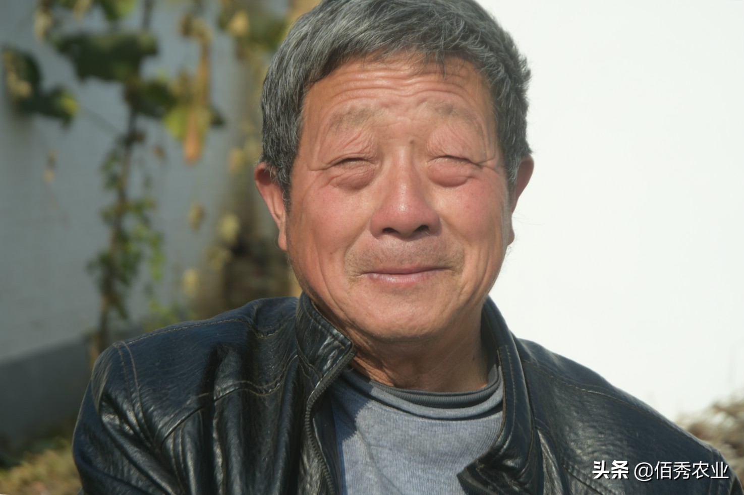 霜打过的菜为啥是甜的,霜打的蔬菜为什么会甜