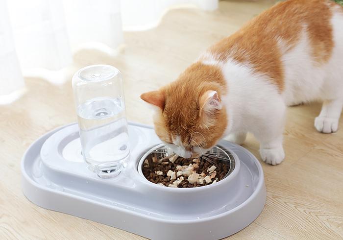 猫咪尿频尿血最便宜的解决方法,猫咪尿频尿急最快最便宜解决方法