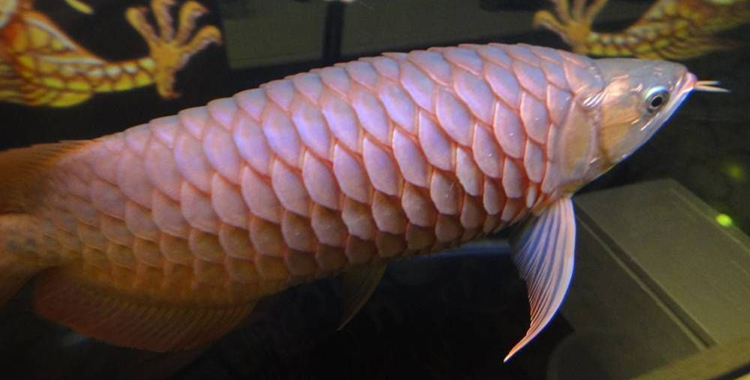 龙鱼炸鳞原因,严重的龙鱼溶鳞