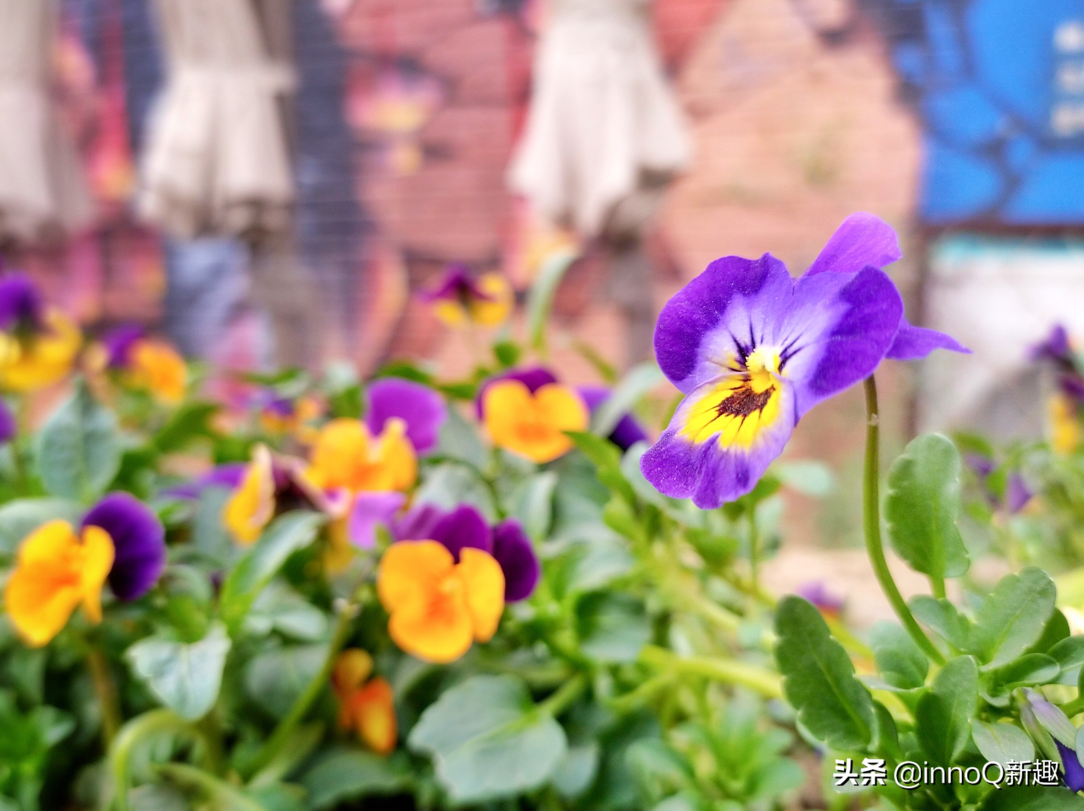 诺基亚新机发布x71王者归来,蔡司诺基亚x7