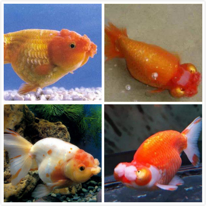 新手养金鱼养哪个品种好养,新手养金鱼应该养什么品种