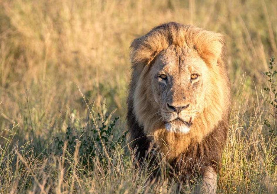 豹子跟狮子谁更厉害,豹子如果和狮子一样大谁厉害