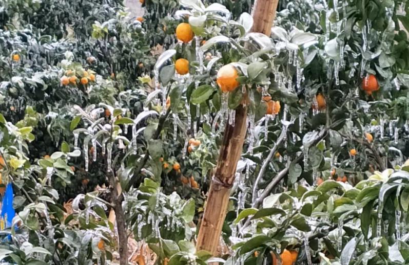 柑橘产区冻后恢复,2020年今日柑橘霜冻情况