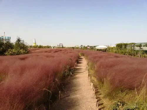 介绍青岛城阳区的旅游景点,青岛城阳区附近景点