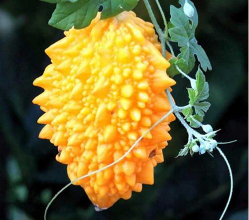 中国本地老品种苦瓜,苦瓜的新品种