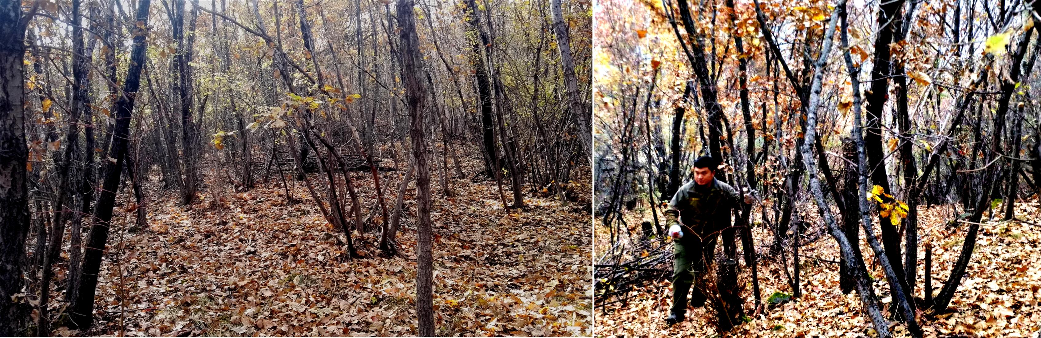 树种起源,次生林起源的特点