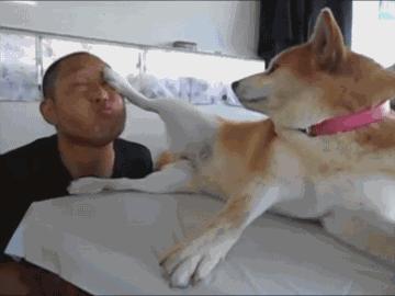 怎么分辨狗狗的种类图解,科普狗狗比较容易爆的的知识